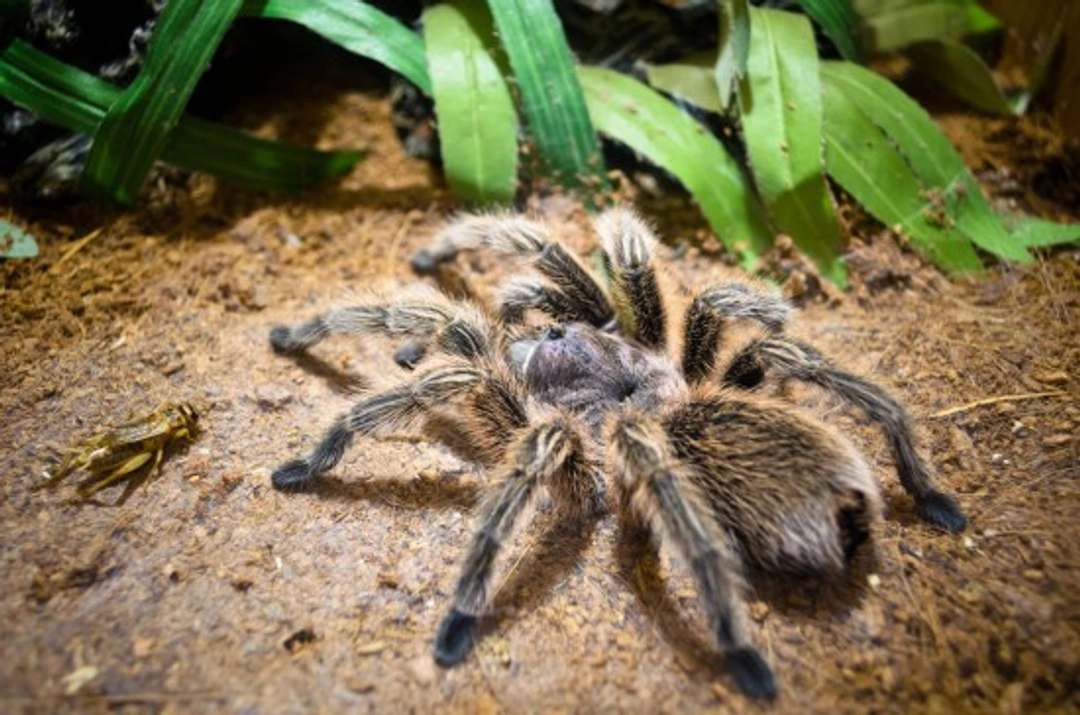 Top 6 Best Tarantula Breeds for Beginners in 2025