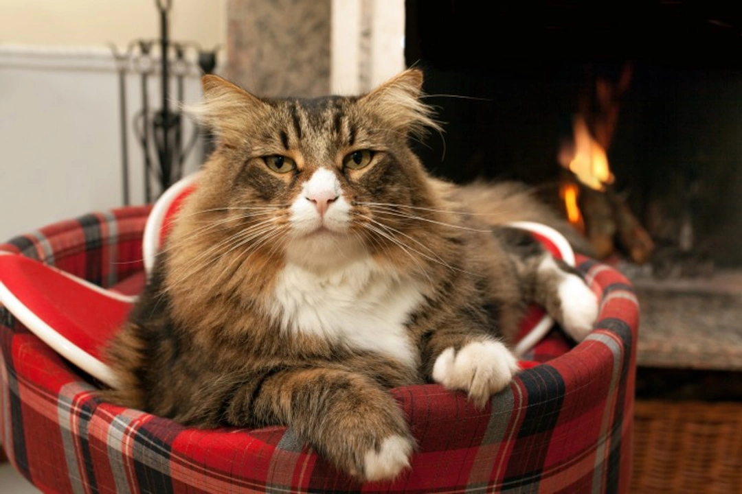 How to Create a Greener Home for Your Pet