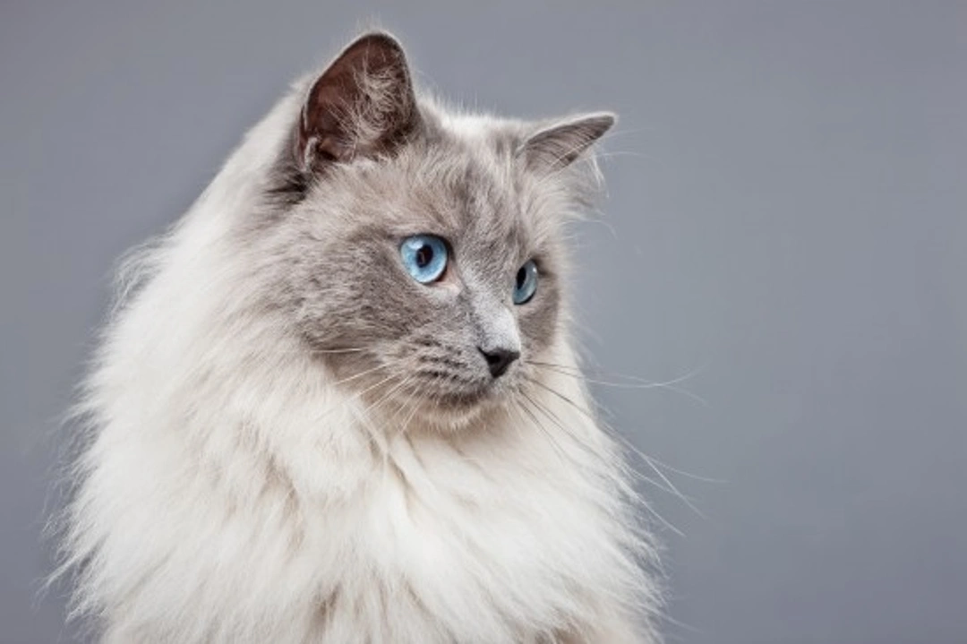 Beautiful Blue-Eyed Cats: Fascinating Breeds & Facts