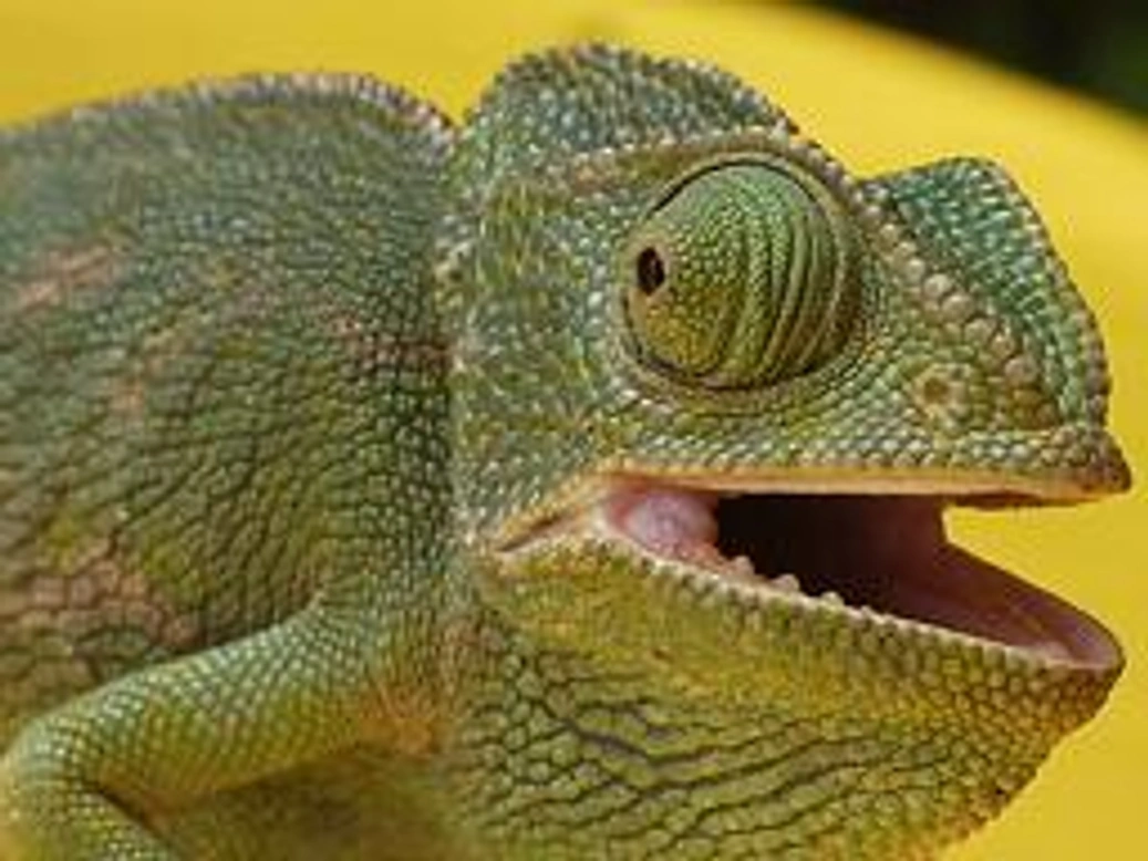 Mantenimiento y cuidados del camaleón (III)