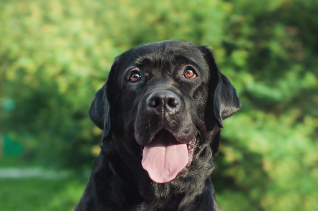 15 reasons why Labrador retrievers are popular pets