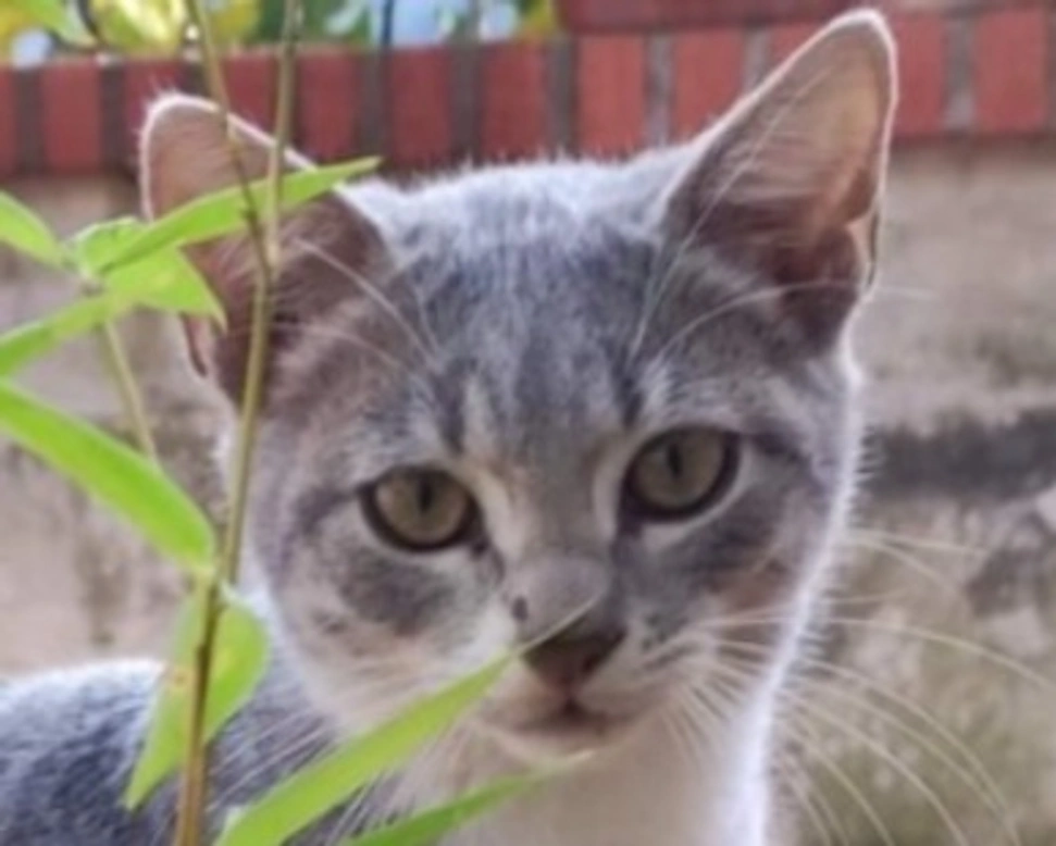 Adozioni gatti: la storia di Nilo, micino tigrato silver