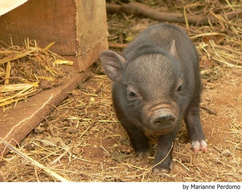 Cerdos Vietnamitas: Nuestros 10 consejos básicos