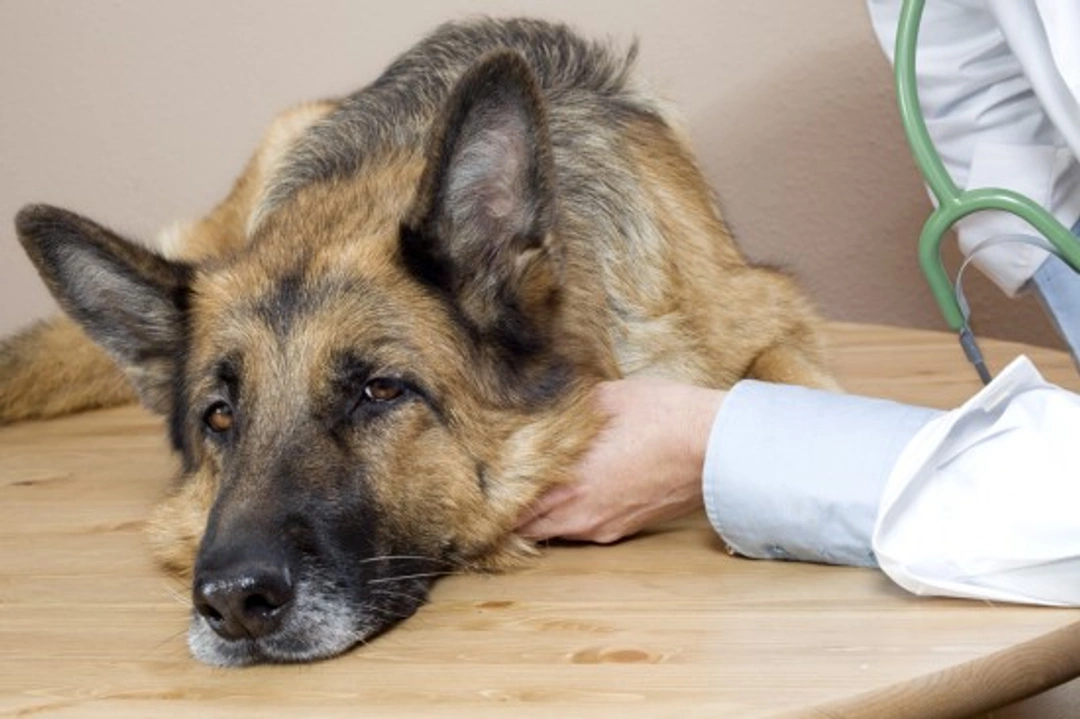 Lipomas and Liposarcomas in Dogs: Understanding Lumps and Bumps
