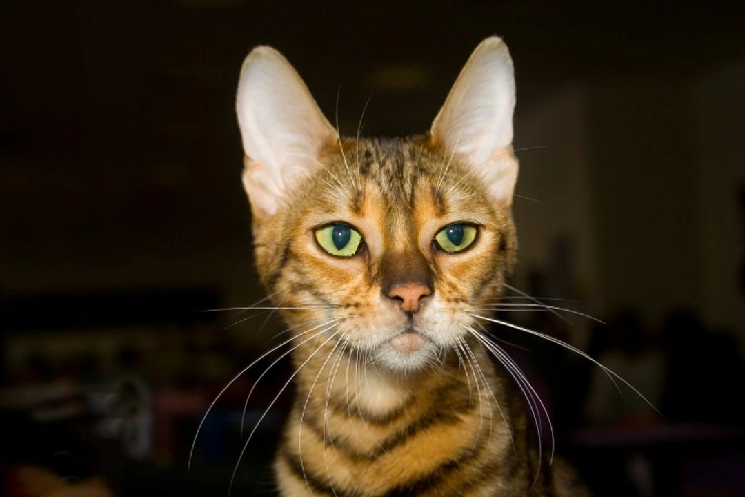 Toyger vs Savannah: Key Differences Between These Exotic Cats