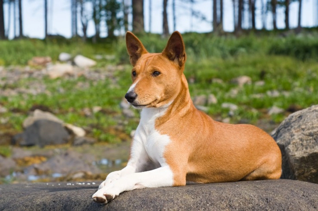 Common Health Issues in Basenji Dogs: What Owners Should Know