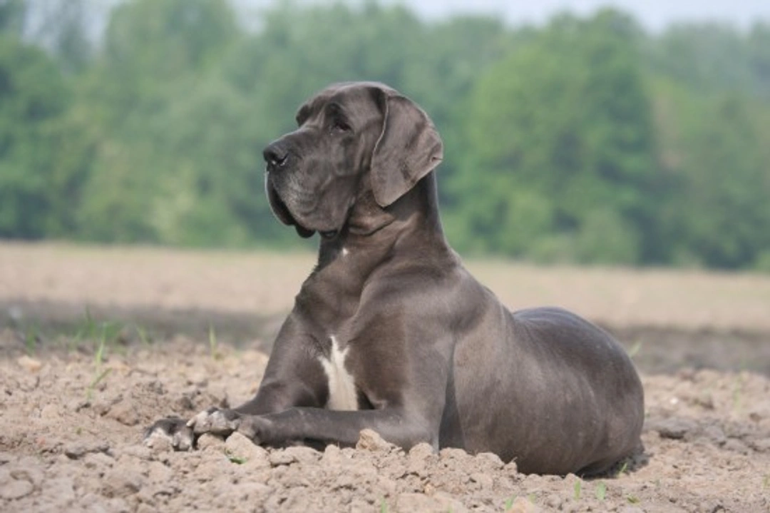Great Dane hereditary health and longevity guide