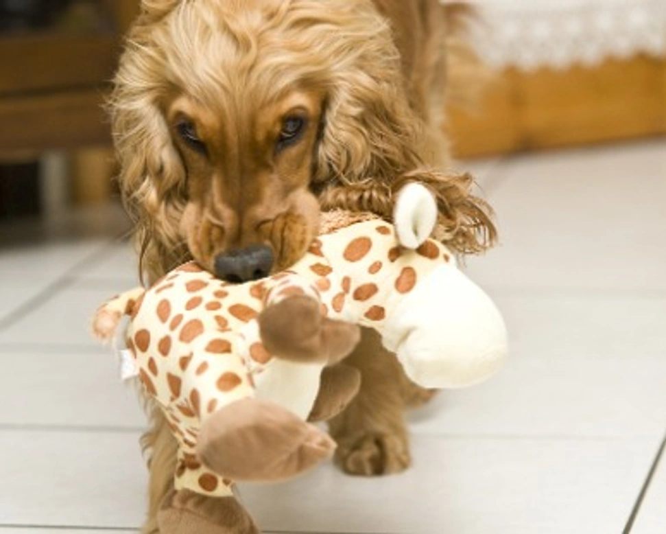 La gravidanza isterica