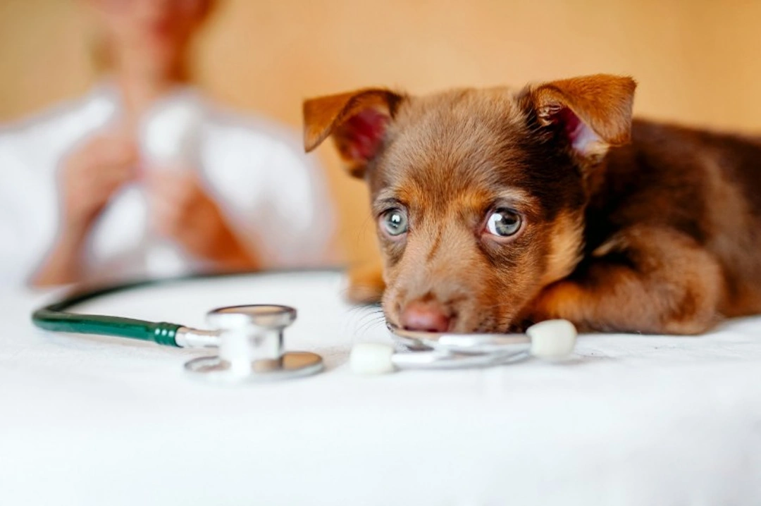 5 Things Dog Owners Do That Really Annoy Vets in 2025