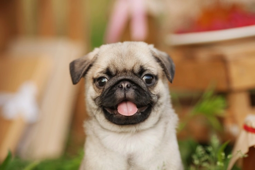 Reverse Sneezing in Pugs: Causes, Signs & Care Guide