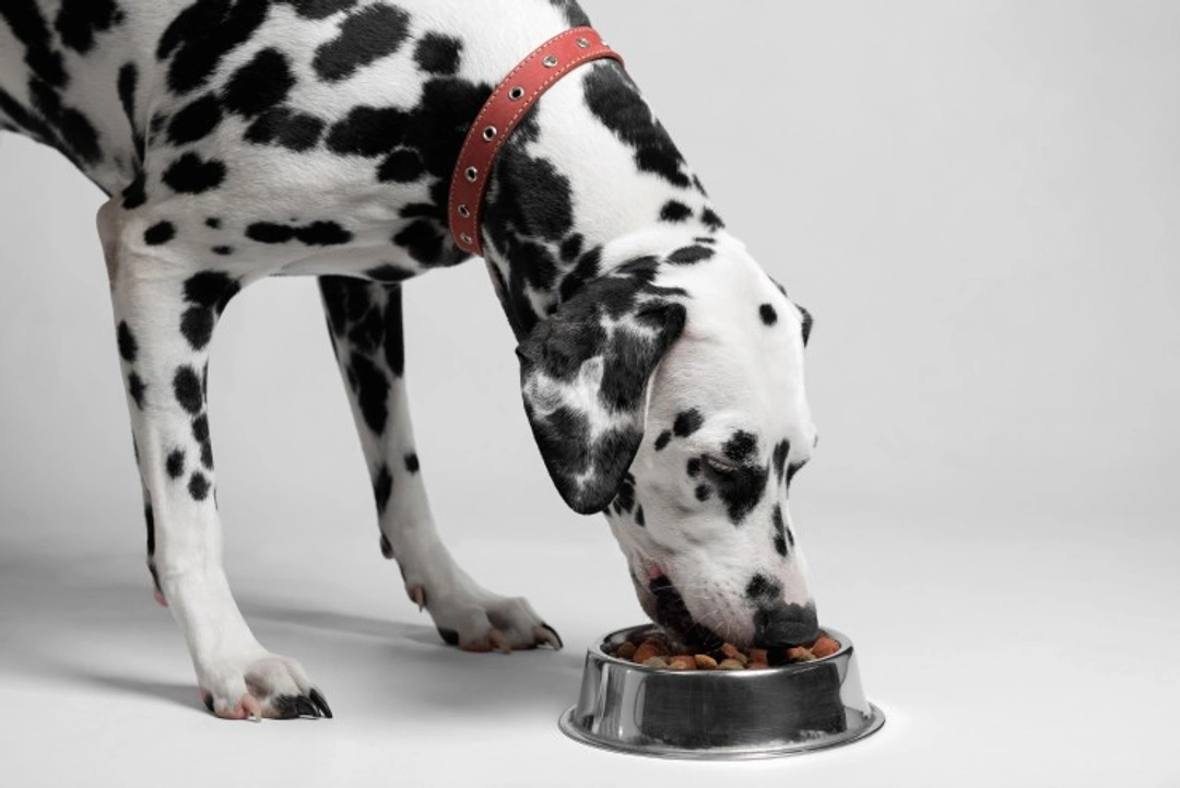 Discover the Benefits of Organic Dog Food in 6 Key Ways