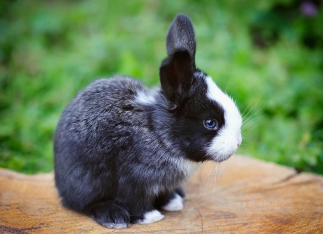 What Causes Fur Loss in Rabbits? Causes & Treatment Guide