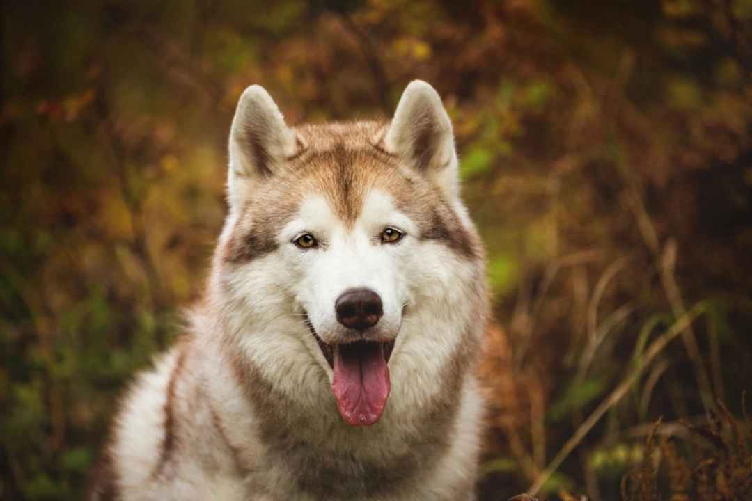 Do Dogs Naturally Follow a Routine? 2025 US Guide