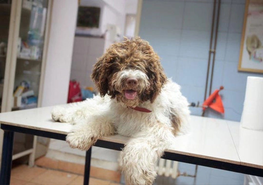 Kunnen honden diabetes krijgen?