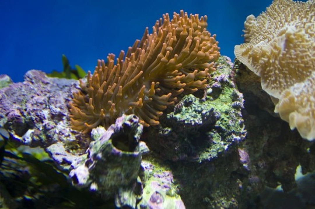 Your marine aquarium and live rock: Essential guide