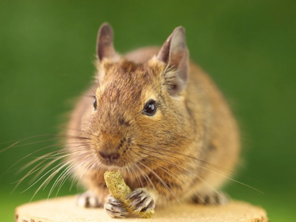 Why Keep Degus? A Complete Care Guide for Owners