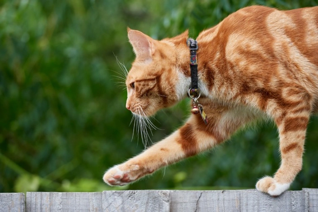 Do Bells on Cats' Collars Reduce Hunting? UK Guide 2025