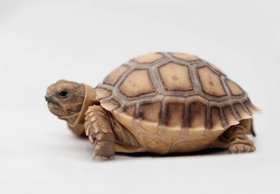 Keeping African Sulcata Tortoises as Pets: Essential Care Guide