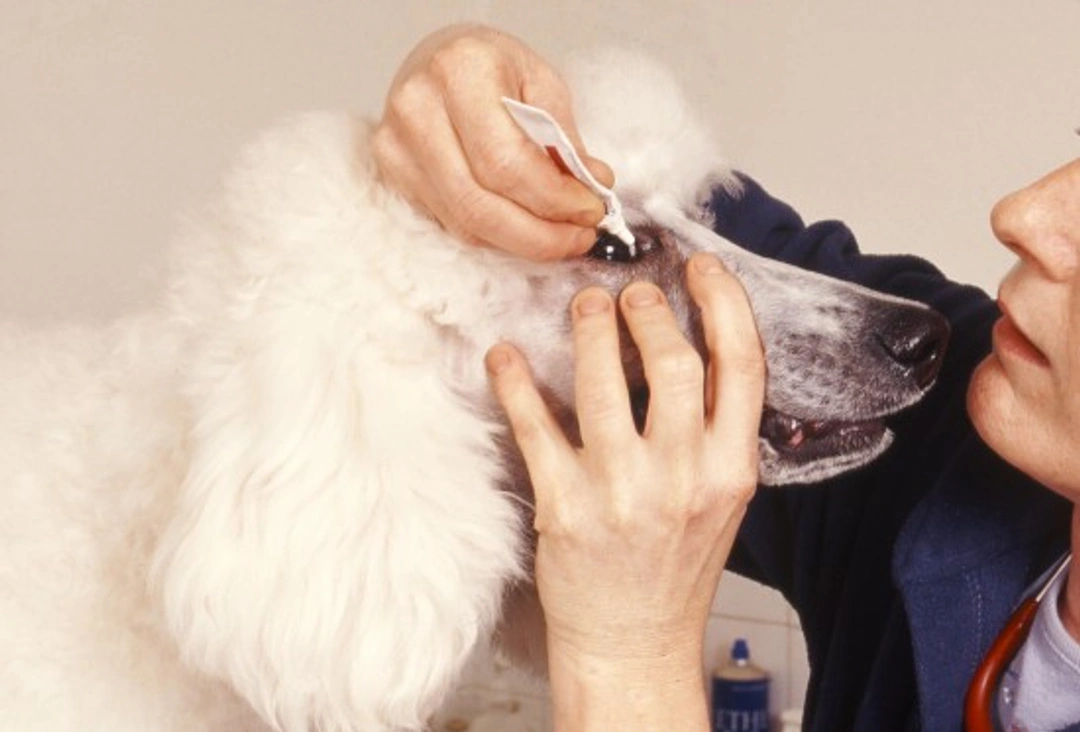 How to Give Eye Drops or Eardrops to Your Dog Safely