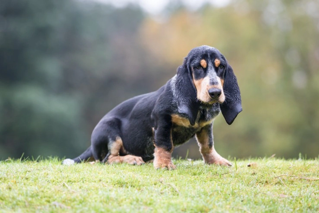 Basset Hound or Basset Bleu de Gascogne: Which suits you best?