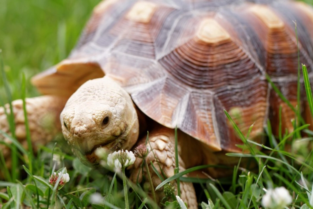 Are tortoises affectionate pets? Understanding reptile bonds