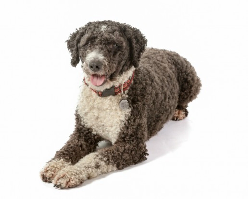 Spanish Water Dog Coat Care: Types, Colours & Grooming Tips