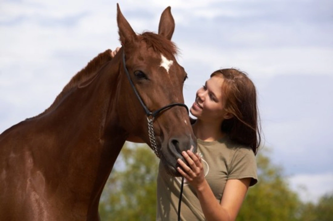 What to Avoid When Buying a Horse: Essential Tips