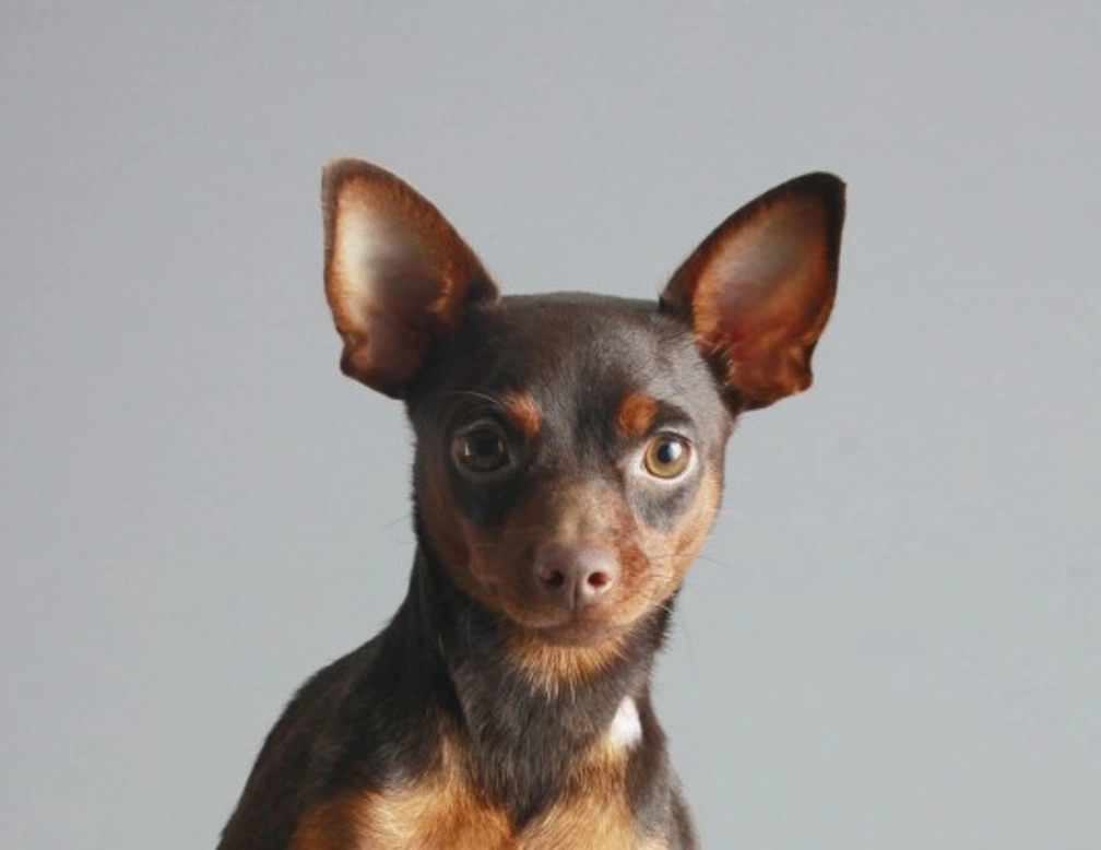 10 razas de perros muy parlanchinas: compañeros caninos vocales