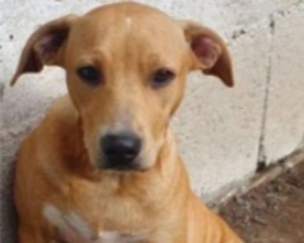 Adozioni cani: la storia di Cory