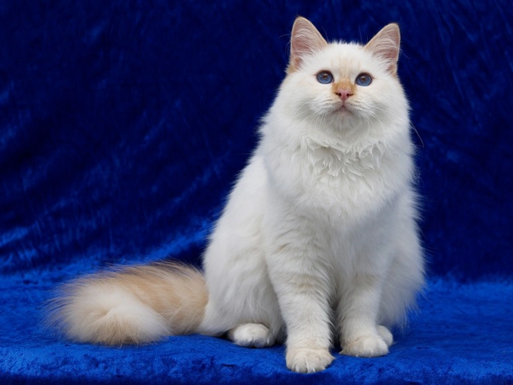 Turkish Angora: Hereditary Health Issues and Care Guide