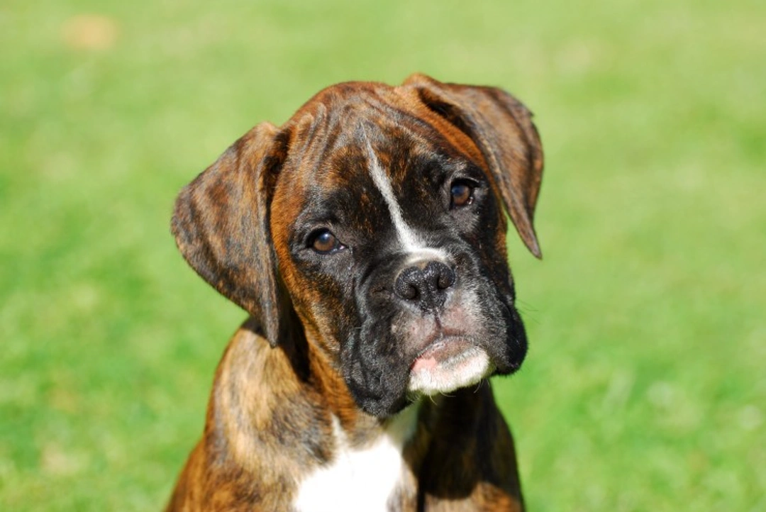 UK’s Top 5 Favourite Large Dog Breeds and Why