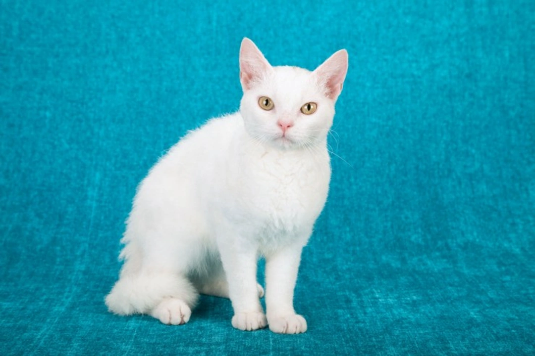 Complete Guide to the Lovely American Wirehair Cat