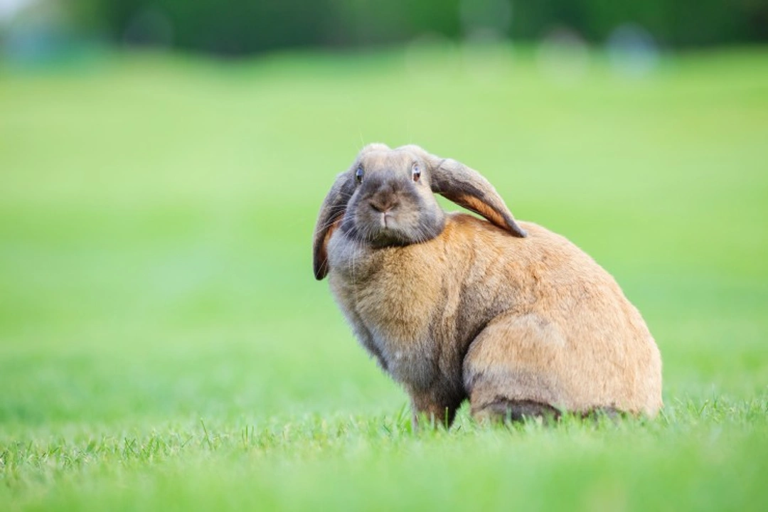 Ileus in Rabbits: Causes, Symptoms & Treatment Guide