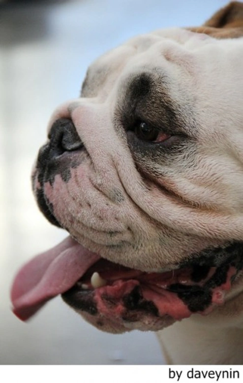 Como sacar el Pedigree a un perro en España