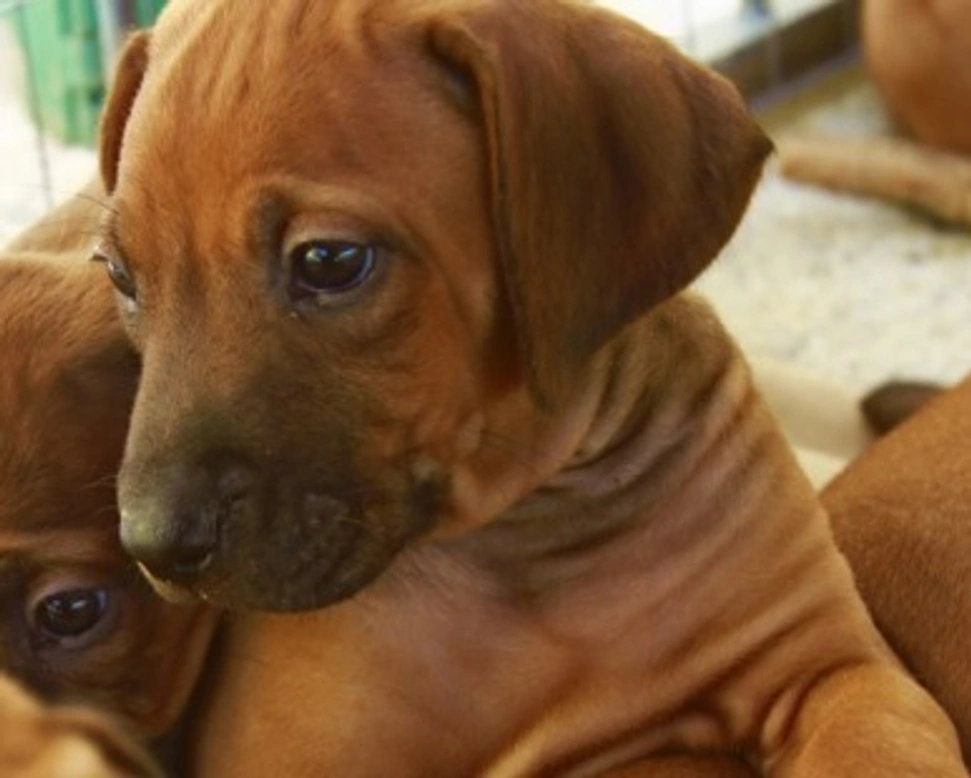 Scegliere il nome del vostro Rhodesian Ridgeback
