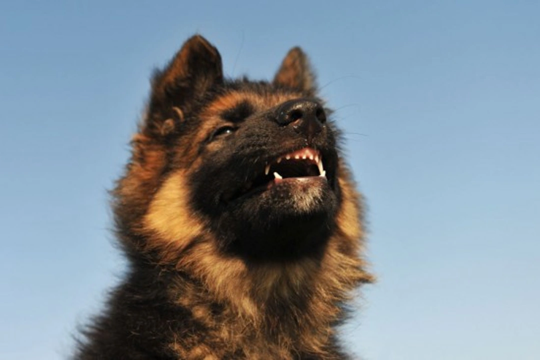 Sudden Onset Aggression in Dogs: Causes and What To Do