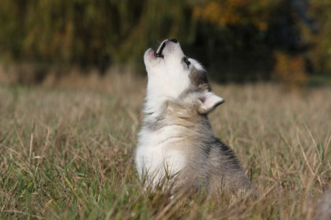 Dogs and Vocalisations: Understanding Canine Sounds