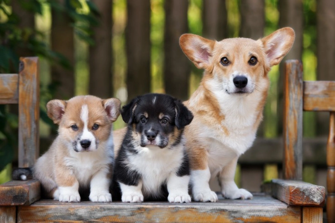 Why a puppy may look very different from parents or littermates