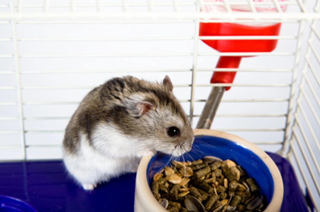 La alimentación del hámster