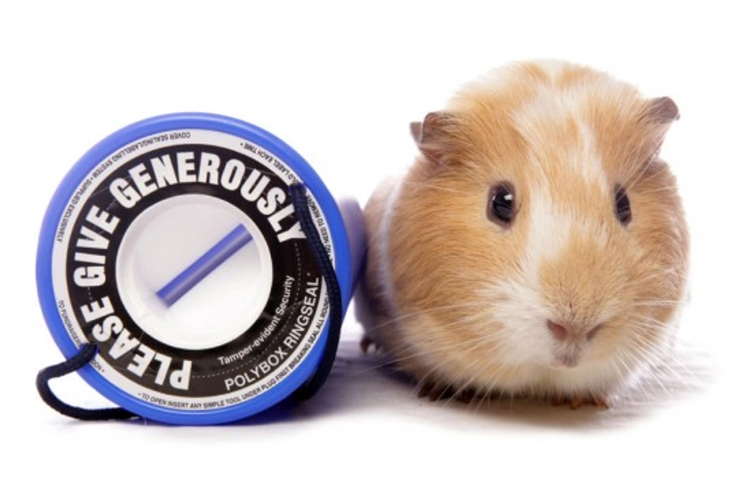 7 Ways to Help Your Favourite Animal Charity Today