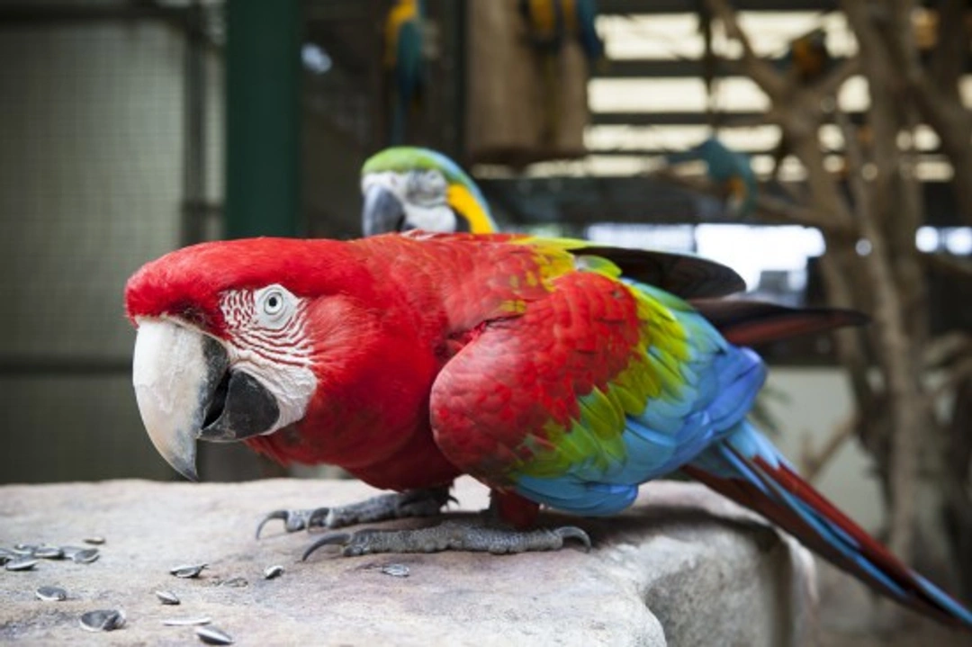 Red and Green Macaw Care Guide: Green-Winged Macaw UK 2025