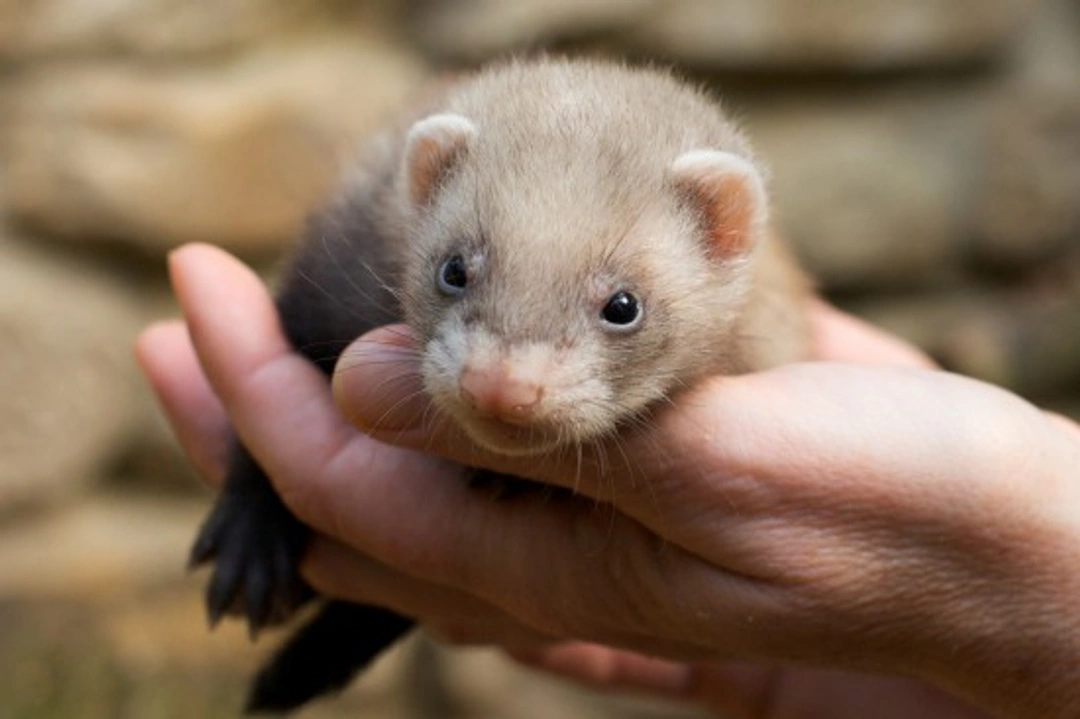 Coughing in Ferrets: When to Be Concerned and What to Do