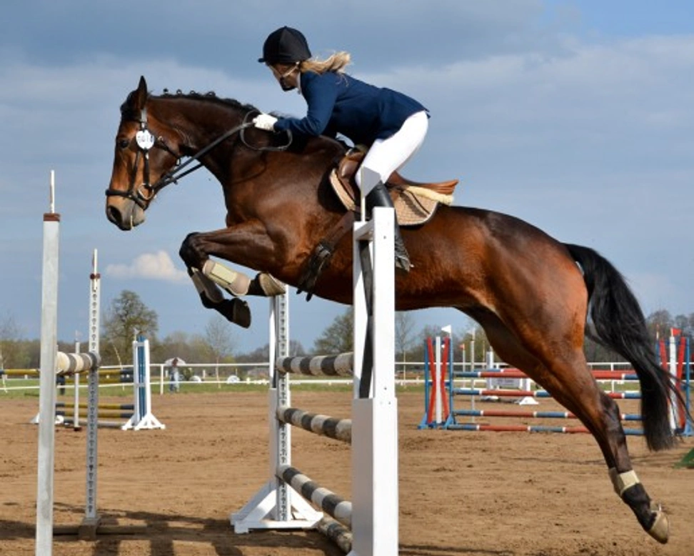 Horse Insurance Explained: Are You Fully Covered?