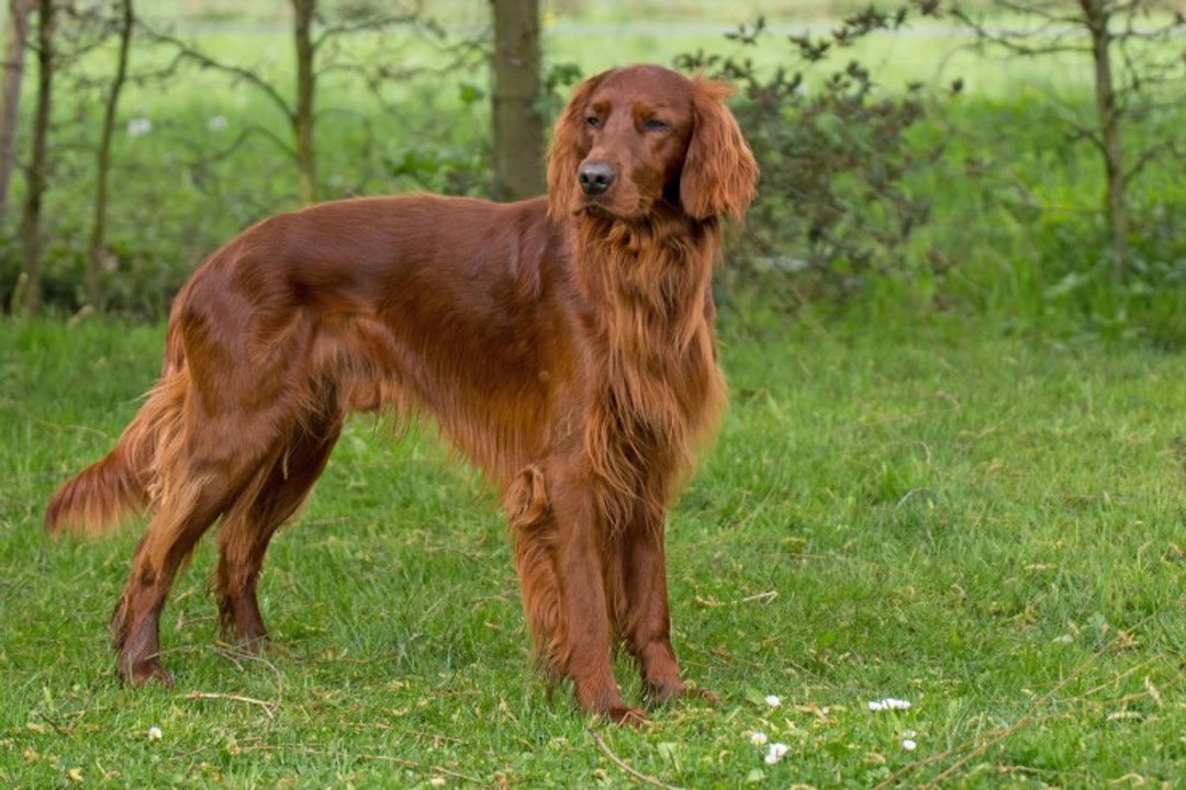 English Setter vs Irish Setter: Key Breed Differences Explained