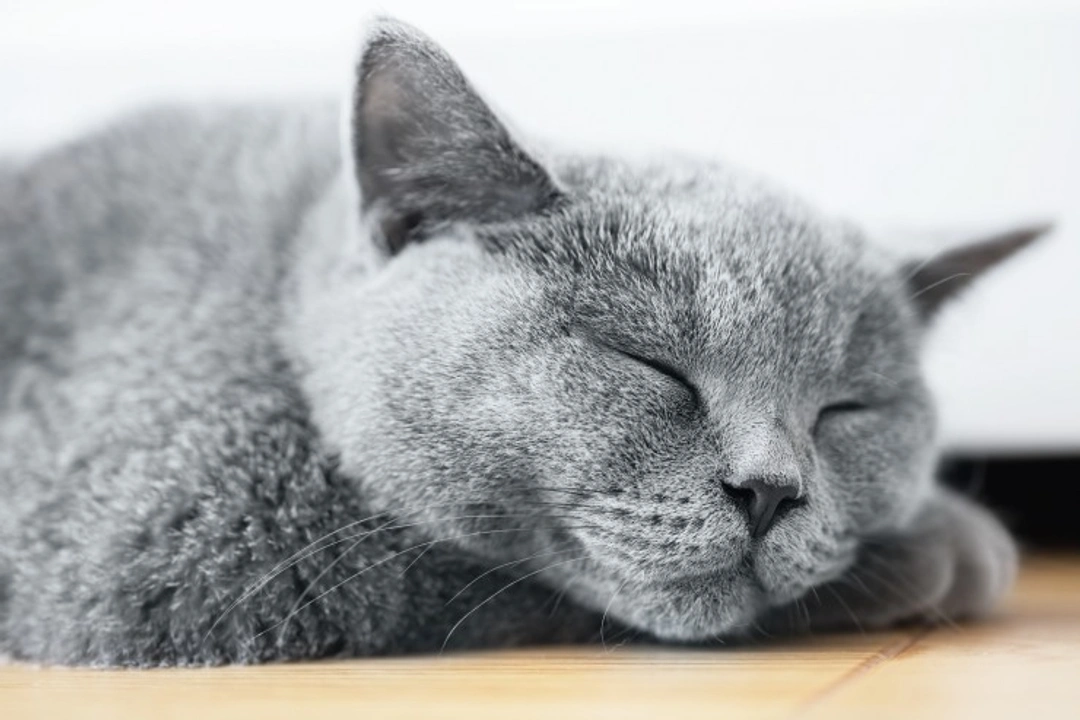 Top 10 Laziest Cat Breeds for Cuddly Companions