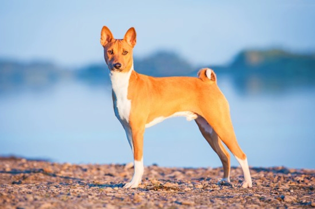 How to Proceed if Your Pedigree Dog Has a Hereditary Condition