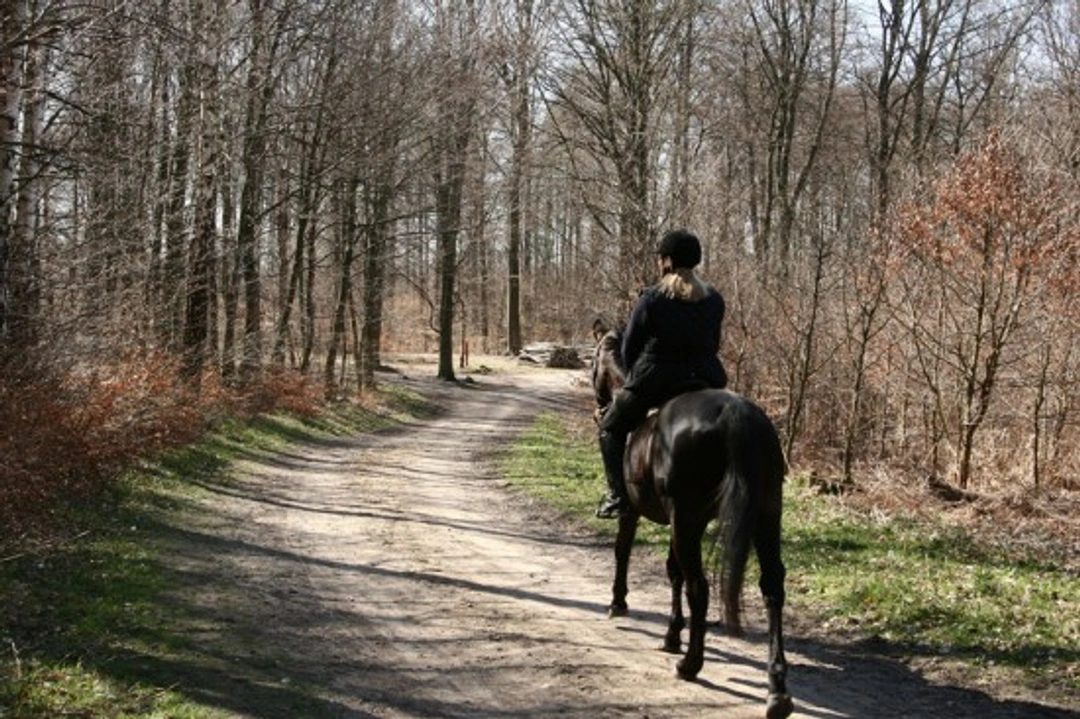 Countryside Code for Horse Riders: Essential Safety Tips