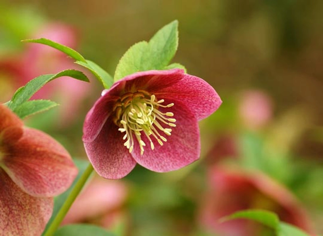 Kerstroos giftig voor honden