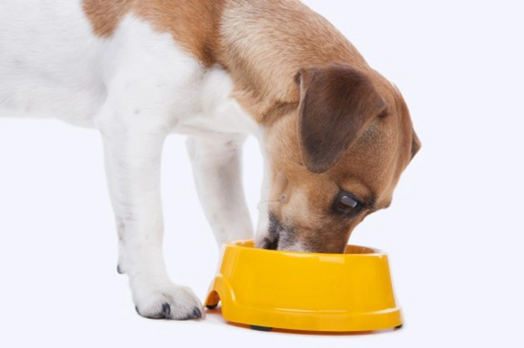 Diet Management for Diabetic Dogs: A Vital Guide