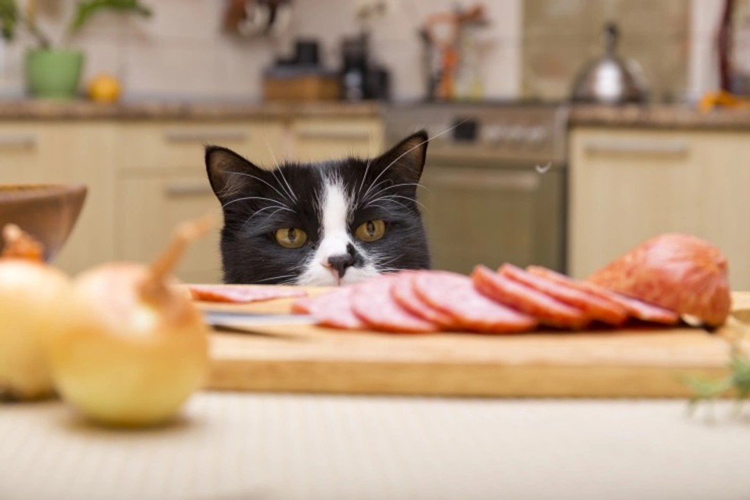 Why Feeding Table Scraps to Your Cat Is Harmful